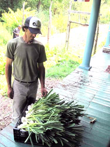 Andrew checking out the garlic harvest