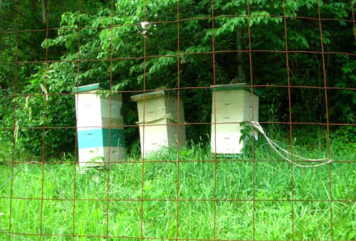 Greenstar Farm's thriving beehives