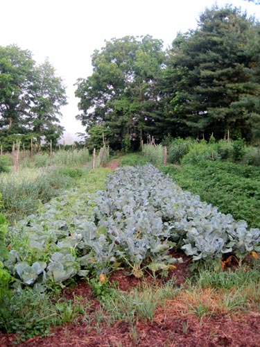 Broccoli hopping out of the ground