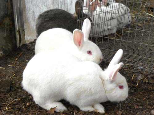 Rabbits keep the greenhouse warm in the winter and so much more!