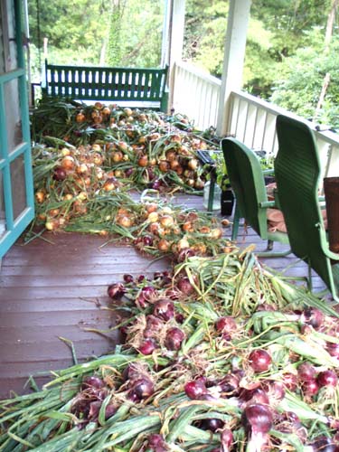 Cascades of onions spread out on the front porch
