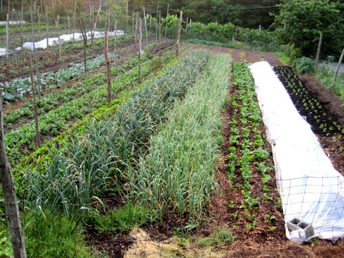 Greenstar Farm beds