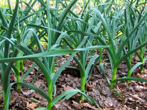 Greenstar garlic