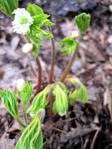 Goldenseal