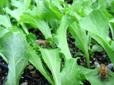 The beauty of honeybees...