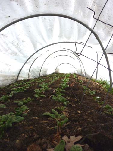 Hoophouses keep the greens warm and snug and full of light