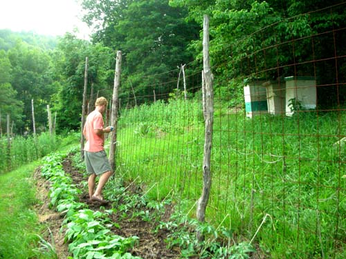 Walking the rows and checking out the beehives