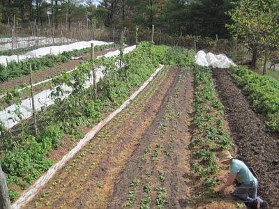 Jess working in the sun-splashed garden rows