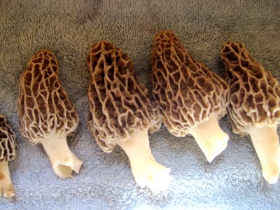 Appalachian Mountain Abrosia: Morells