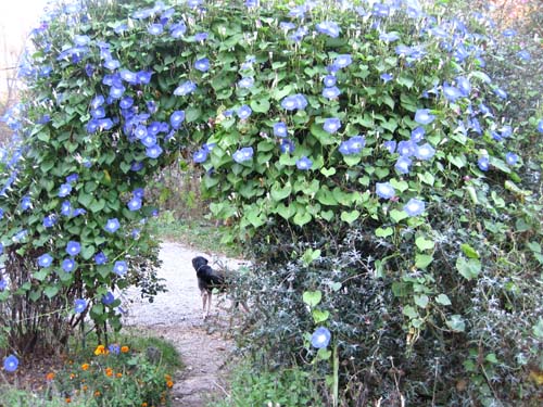 Monring glory arch at Greenstar Farm