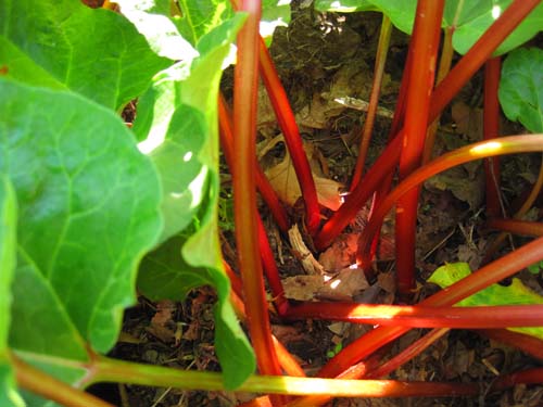 Radiant rhubarb jewels