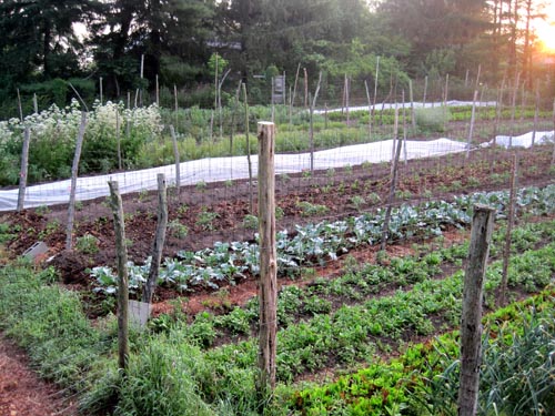 Greenstar garden beds awash in the sunset