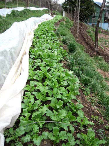 Lovingly covered rows getting a breath of a warm day